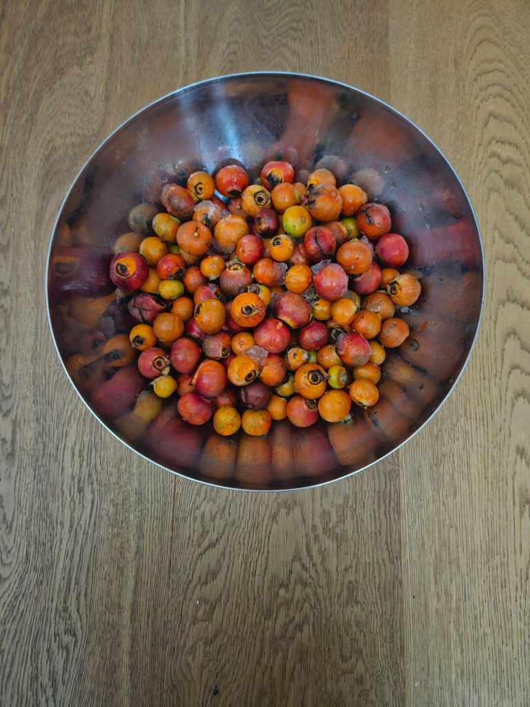 Die Hagebutten ohne Blütenreste und Stile