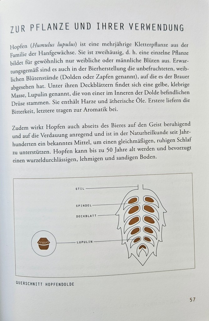 Bild: Wusstet Ihr, dass weltweit über 100 Hopfensorten erhältlich sind und diese in Kategorien wie «Aromahopfen», «Bitterhopfen», «Hochalphasorten» und «Edelhopfen» eingeteilt werden?