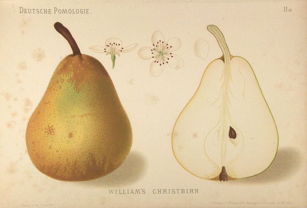 Aus der Williams-Christ-Birne entsteht der himmlische Williams-Brand