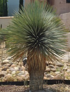 Mein erstes Mal – Sotol