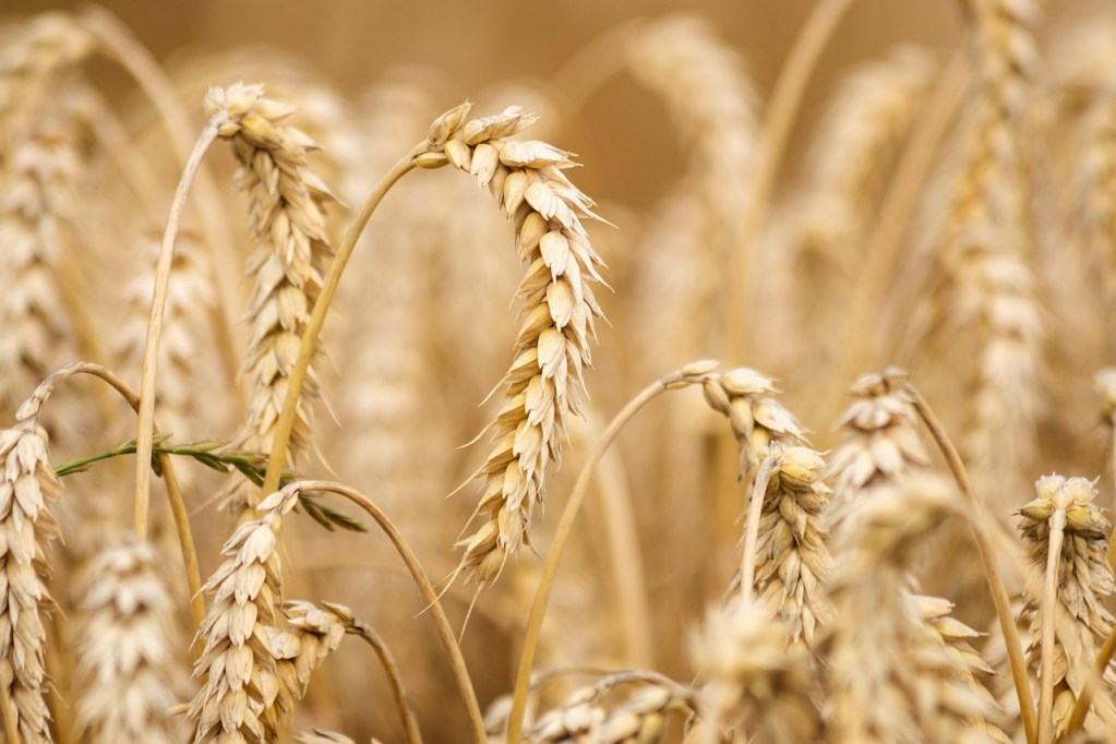 Im Weissbier steckt nebst Gerste auch Weizen; über 50 Prozent Weizenmalz müssen es sein. Quelle: pixabay.com