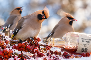 Tierischer Durst – Seidenschwanz